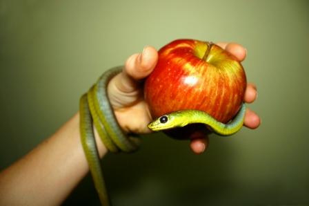 apple_snake1